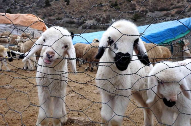 Süt Kuzuları Günde 2 Defa Anneleriyle Buluşturuluyor