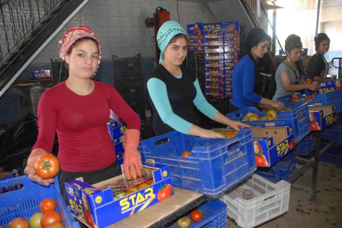 Muğla’nın Ocak Ayı İhracat Lideri Tarım