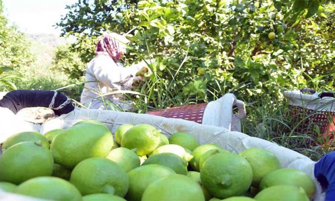 Muğla’nın Ocak Ayı İhracat Lideri Tarım