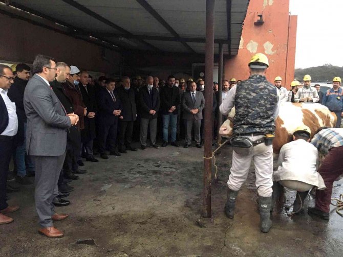 Amasra’da Mekanize Panoda Üretime Başlandı