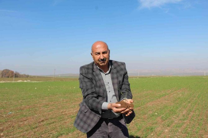 Yağışlar Çiftçiyi Umutlandırdı, Hububat Fiyatlarında Düşüş Bekleniyor