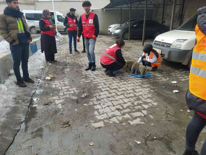 Özalp İlçesinde Sokak Hayvanları İçin Beslenme Etkinliği