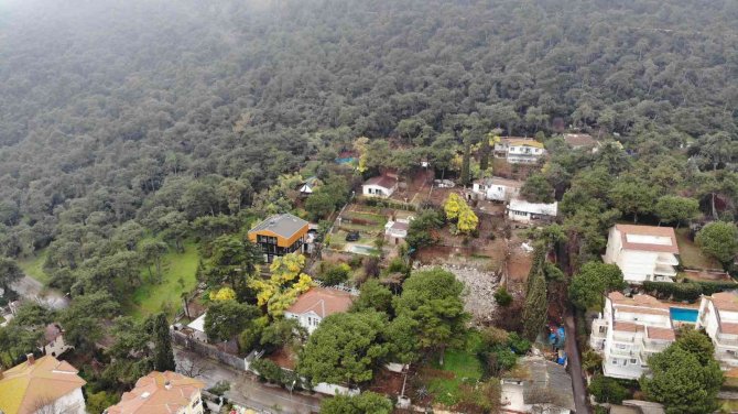 Adalar’ın Endemik Bitkisi Mimozaları Korumak İçin Yeni Adım
