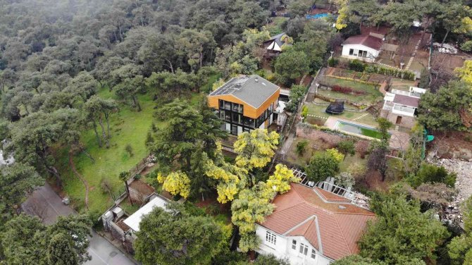 Adalar’ın Endemik Bitkisi Mimozaları Korumak İçin Yeni Adım