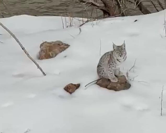 Bingöl’de Koruma Altında Olan Vaşak Görüntülendi
