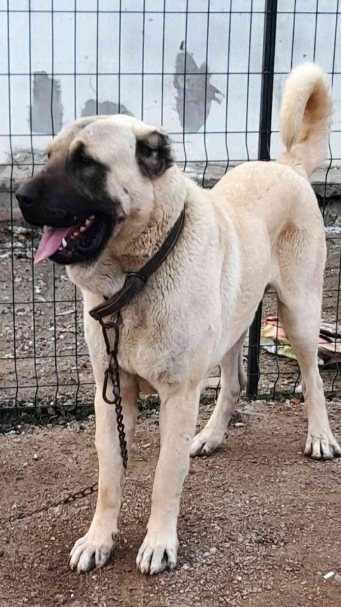 Pes Dedirten Hırsızlık Olayı: Tanınmaması İçin Çaldığı Köpeği Siyaha Boyadı