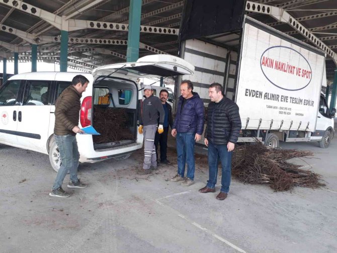 Denizli’de 2017’den Bugüne Kadar 380 Bin Ceviz Fidanı Dağıtıldı