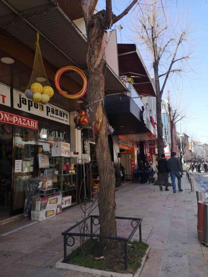 Tehlikeli Ağaçlar Kaldırılacak