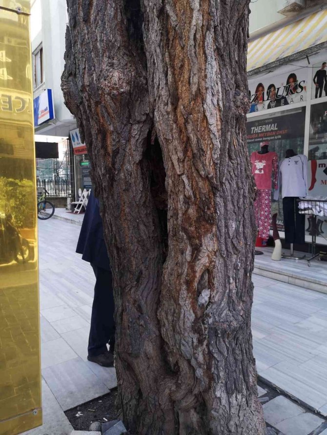 Tehlikeli Ağaçlar Kaldırılacak
