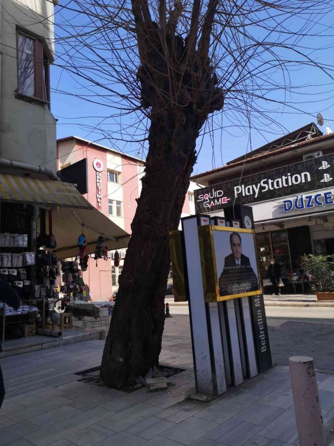 Tehlikeli Ağaçlar Kaldırılacak