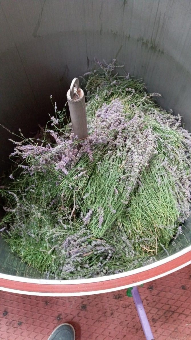 Lavanta Üretimi Çiftçinin Alternatif Geliri Oldu