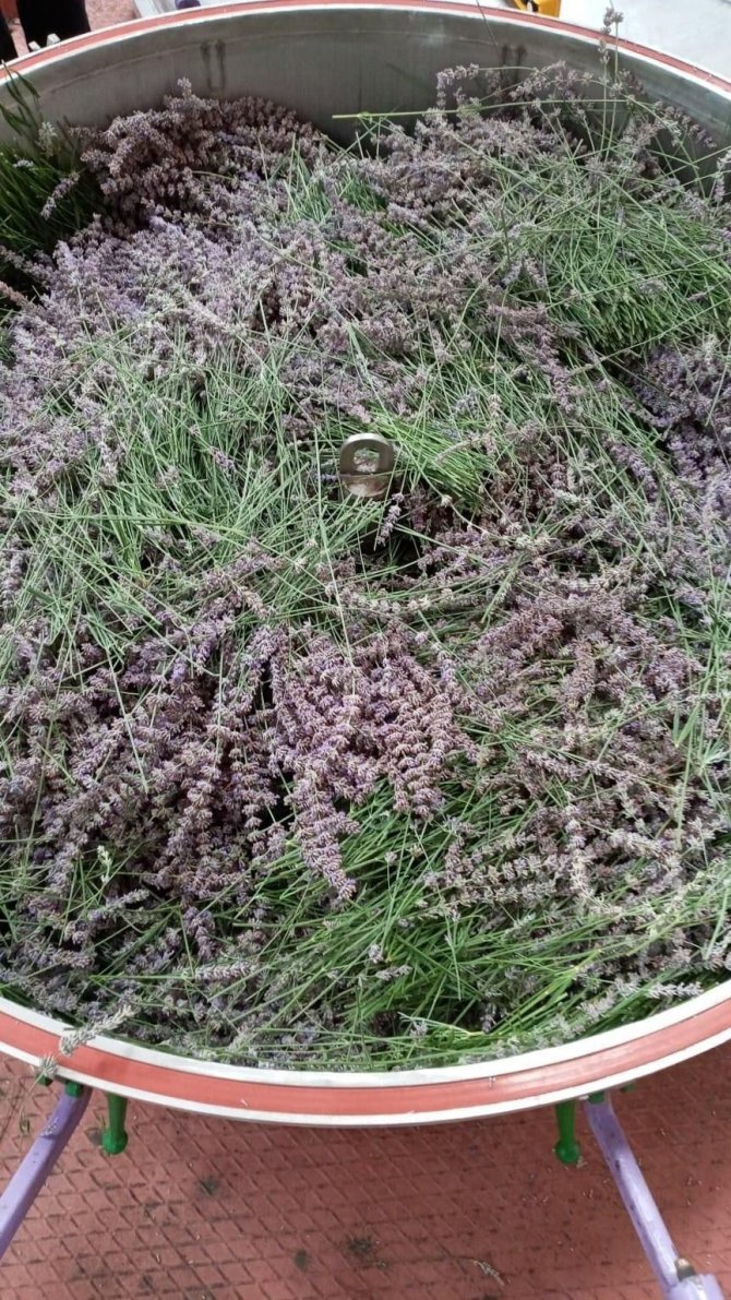 Lavanta Üretimi Çiftçinin Alternatif Geliri Oldu