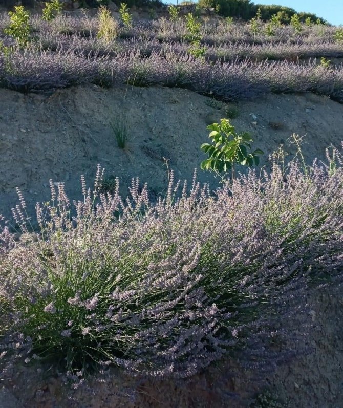 Lavanta Üretimi Çiftçinin Alternatif Geliri Oldu