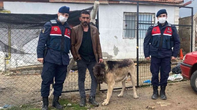 Pes Dedirten Hırsızlık Olayı: Tanınmaması İçin Çaldığı Köpeği Siyaha Boyadı