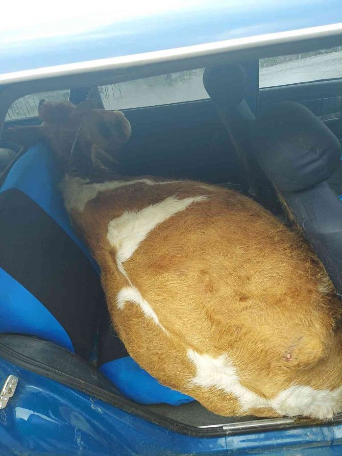 Çaldığı İneği Otomobilin Arka Koltuğuna Gizledi