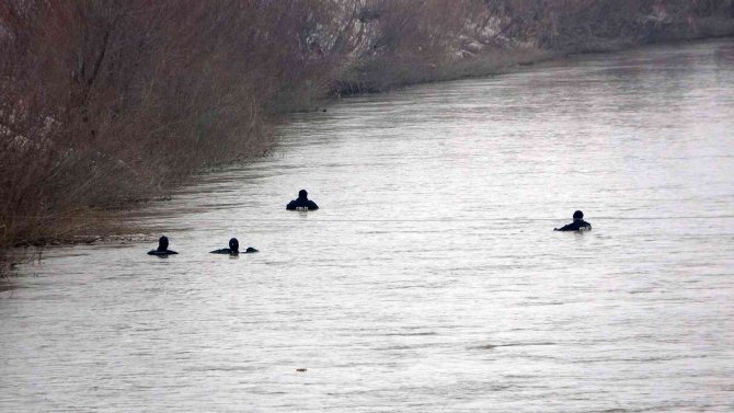 Karasu Nehri’nde Kaybolan Yağmur İçin Murat Nehri’ne De Ağ Çekildi