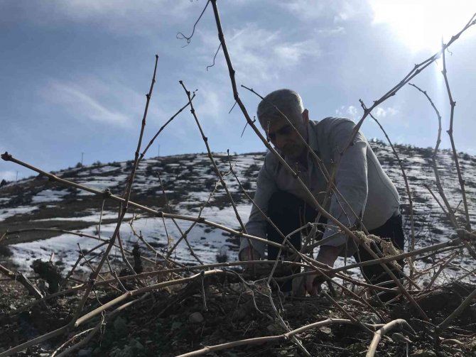 Tescilli Cimin Üzümü Mesaisi Başladı