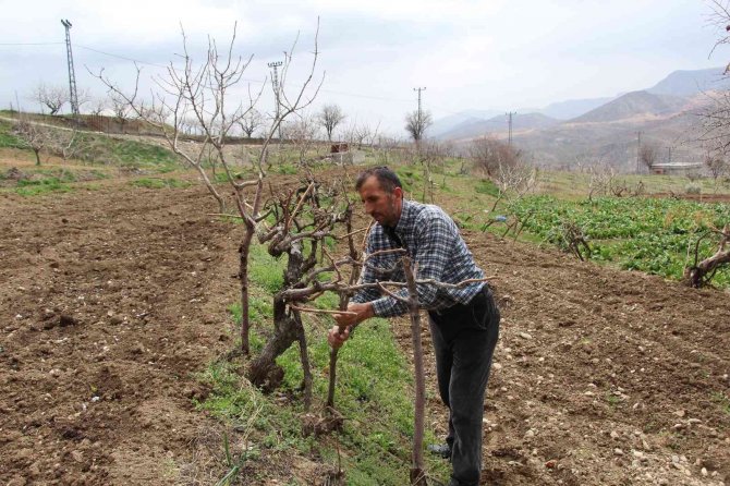 Bağına Gelen Çiftçi Şok Yaşadı, Hırsızlar Bir Şey Bulamayınca Direkleri Çaldı