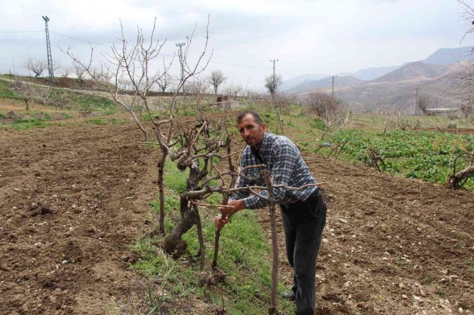 Bağına Gelen Çiftçi Şok Yaşadı, Hırsızlar Bir Şey Bulamayınca Direkleri Çaldı