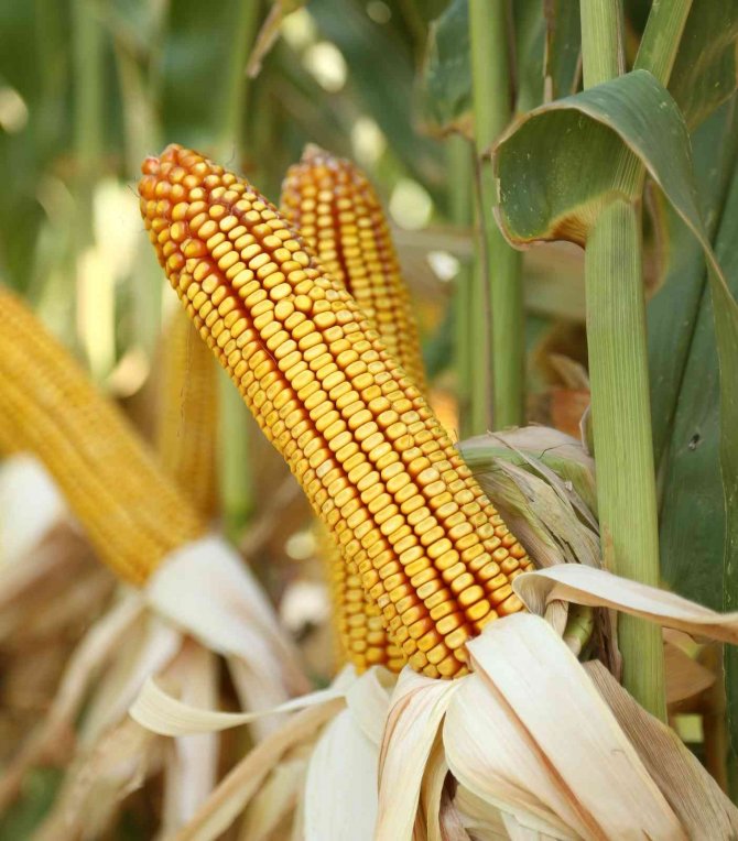 Avrupa Birliği, Türkiye’de Geliştirilen 3 Mısır Tohumunu Daha Tescilledi