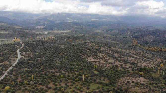 Balıkesir Büyükşehir Belediyesinden “Zeytin Alanlarında Maden Aranmasına İzin Verildiği” İddiasına Açıklama