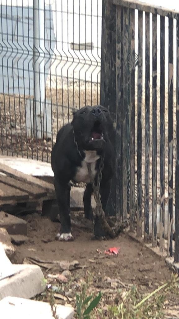 Tehlikeli Köpek Sahiplerine 149 Bin 820 Lira Ceza