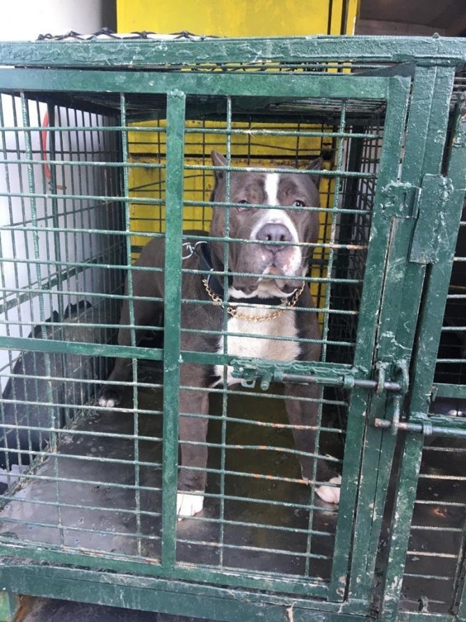 Tehlikeli Köpek Sahiplerine 149 Bin 820 Lira Ceza
