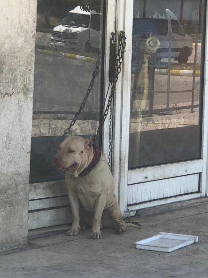 Tehlikeli Köpek Sahiplerine 149 Bin 820 Lira Ceza