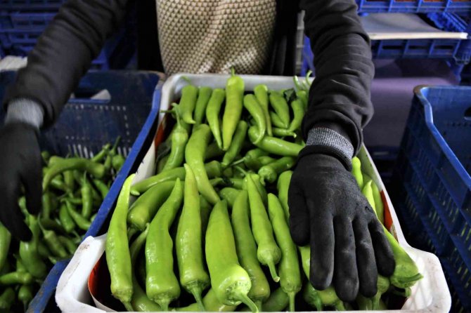 Atb’den Şubat Ayı Sebze Ve Meyve Endeksi Açıklaması