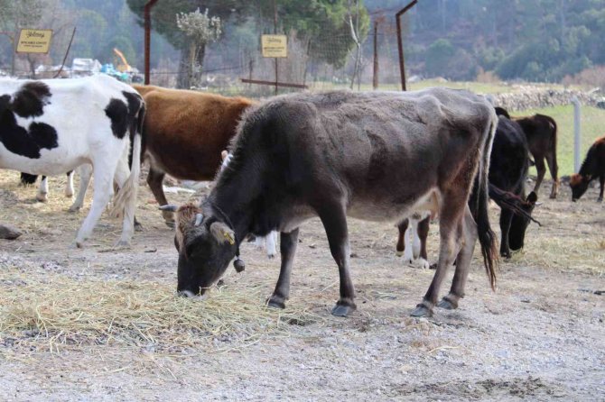 Onlar Sadece Süt Veren İnek Değil, Aynı Zamanda Ormanları Yangınlardan Koruyan Görevliler