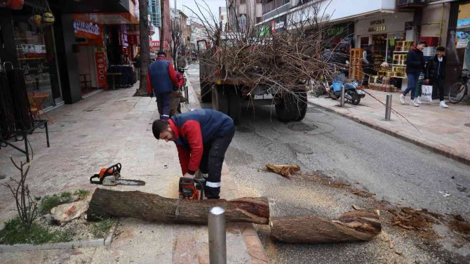 Çürüyen Ağaçlar Yerine Yenileri Dikilecek