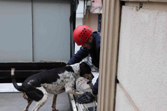 Çatıda Kalan Köpeği İtfaiye Kurtardı