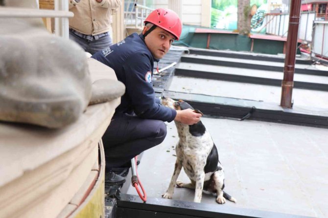 Çatıda Kalan Köpeği İtfaiye Kurtardı