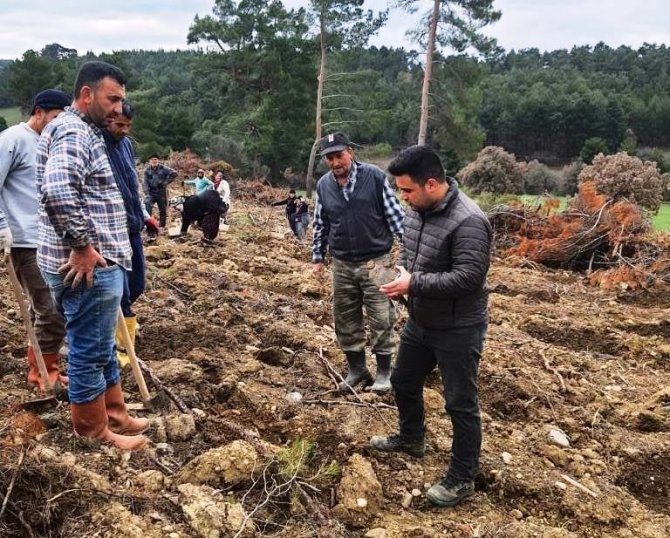 Gediz’de 142 Bin 770 Adet Kızılçam Fidanının Dikimine Başlandı