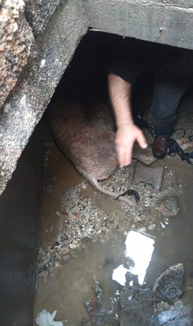 Hatay’da Kaçan İnek Kanalizasyona Sıkışmış Halde Bulundu