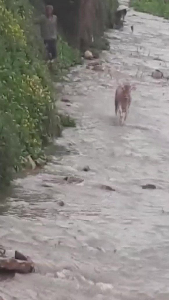 Hatay’da Kaçan İnek Kanalizasyona Sıkışmış Halde Bulundu