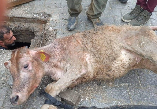 Hatay’da Kaçan İnek Kanalizasyona Sıkışmış Halde Bulundu