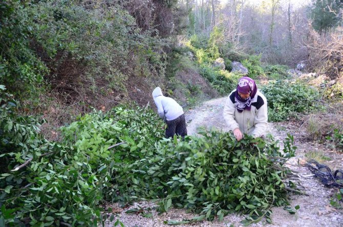 Antalya’da Defne Yaprağı Orman Köylüsünün Geçim Kaynağı Oldu