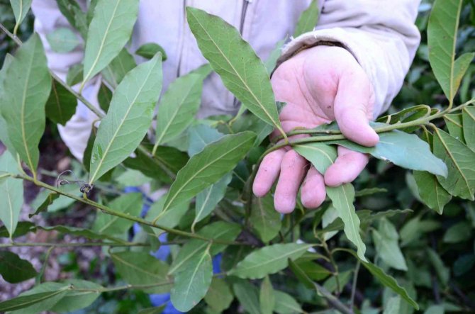 Antalya’da Defne Yaprağı Orman Köylüsünün Geçim Kaynağı Oldu