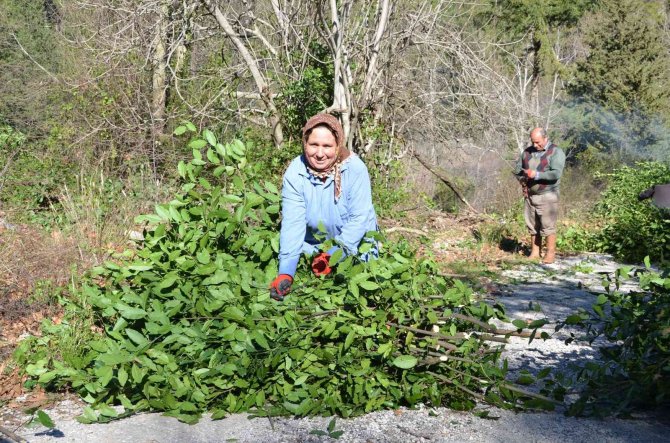 Antalya’da Defne Yaprağı Orman Köylüsünün Geçim Kaynağı Oldu