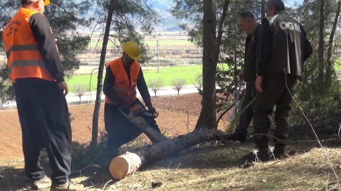 Devrilen Ağaçlar Ekonomiye Kazandırılıyor