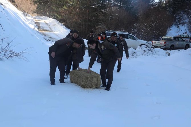 Kastamonu’da Yaban Hayvanları İçin Doğaya Yem Bırakıldı