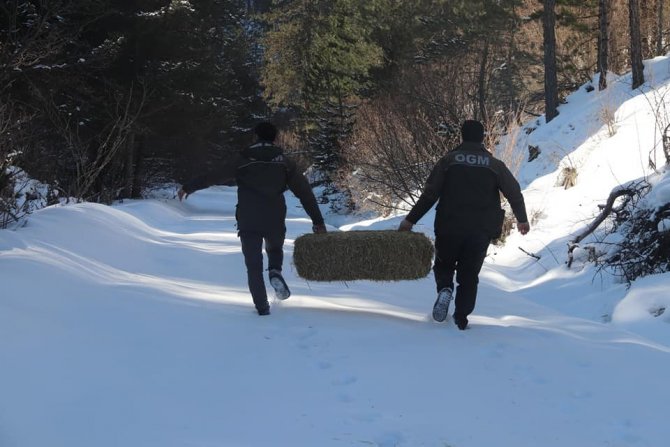 Kastamonu’da Yaban Hayvanları İçin Doğaya Yem Bırakıldı