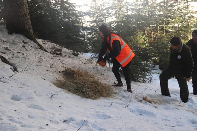 Kastamonu’da Yaban Hayvanları İçin Doğaya Yem Bırakıldı