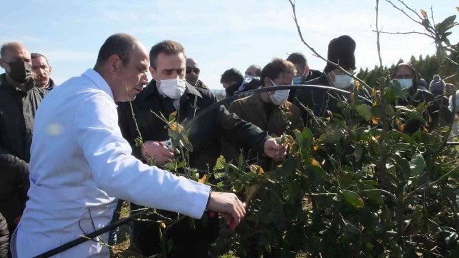 Burhaniye’de Kaymakam Memiş Kursiyerleri Ziyaret Etti, Budama Yaptı