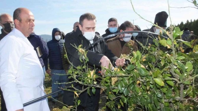 Burhaniye’de Kaymakam Memiş Kursiyerleri Ziyaret Etti, Budama Yaptı