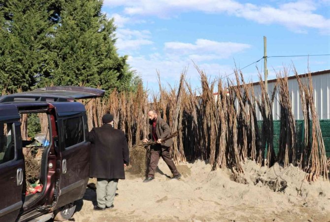 Yüzde 50 Hibeli Fidan Dağıtımı Cuma Günü Sona Erecek