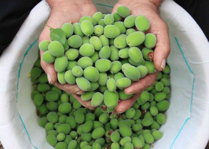 Turfanda Çağla Hasadı Yapıldı, Kilosu 500 Tl’den Satıldı