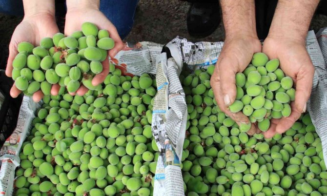 Turfanda Çağla Hasadı Yapıldı, Kilosu 500 Tl’den Satıldı