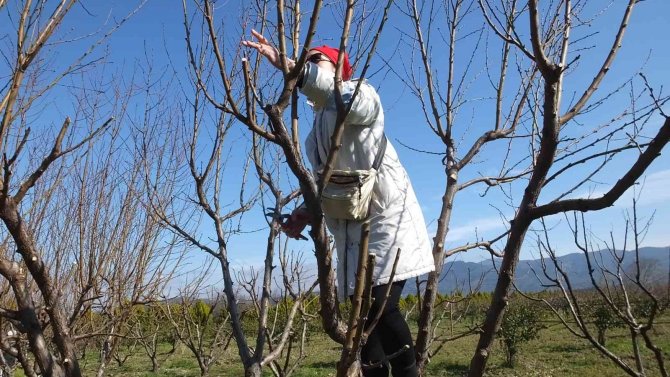 Balıkesir’de Kınalı Eller Meyve Ağaçlarında Budama Yaptı